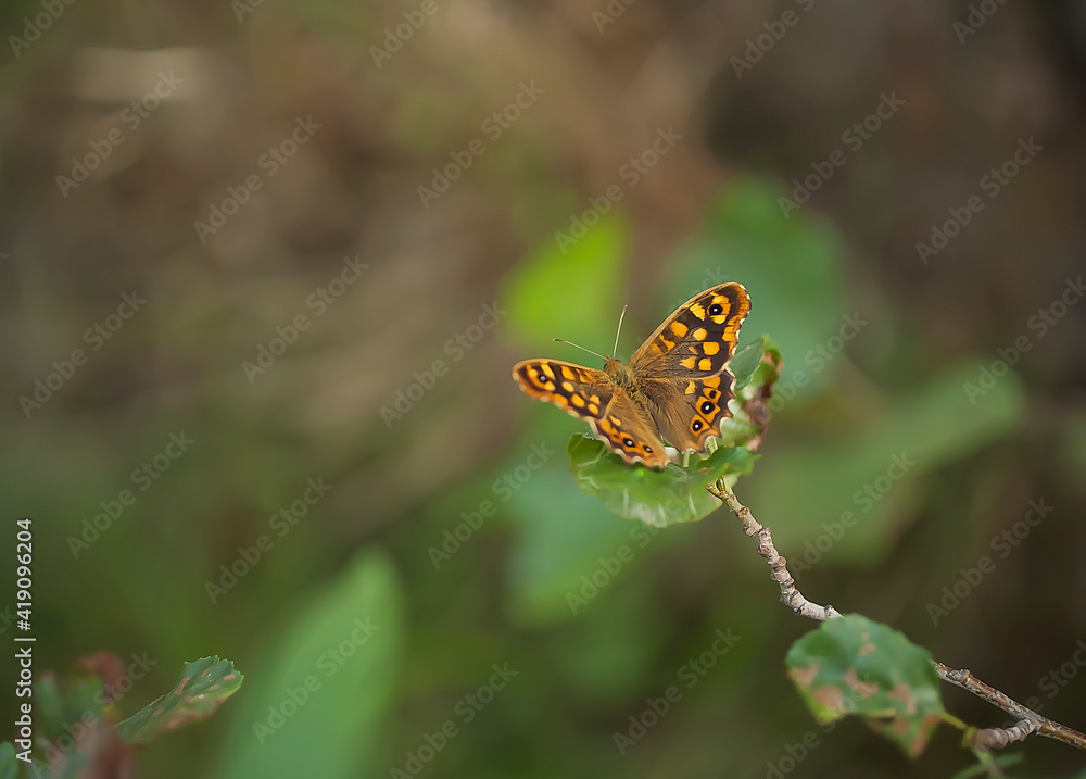 Butterfly of the Walls (Parage aegeria) perched on a leaf
Butterfly of the Walls (Parage aegeria) perched on a leaf