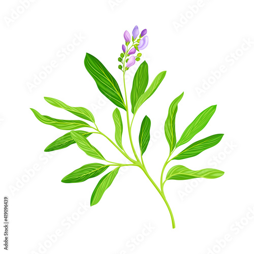 Lucerne or Alfalfa Plant Having Elongated Leaves and Clusters of Small Purple Flowers Vector Illustration