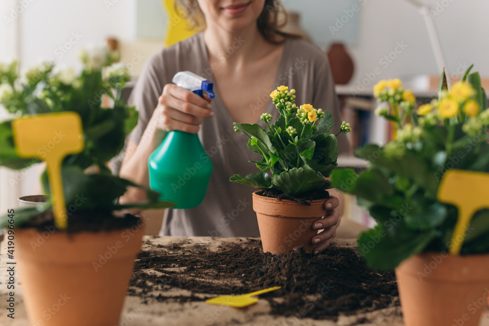 woman gardening houseplants in her living room