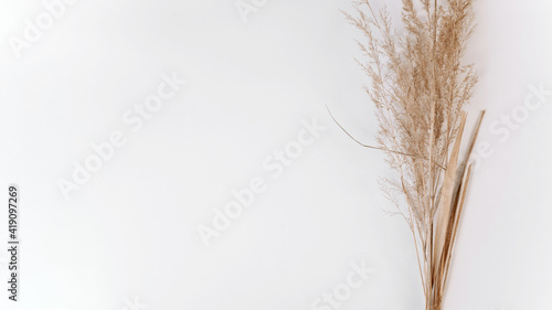 Bouquet of yellow dry spikelets on a white background  copy space.Dry field grass  banner