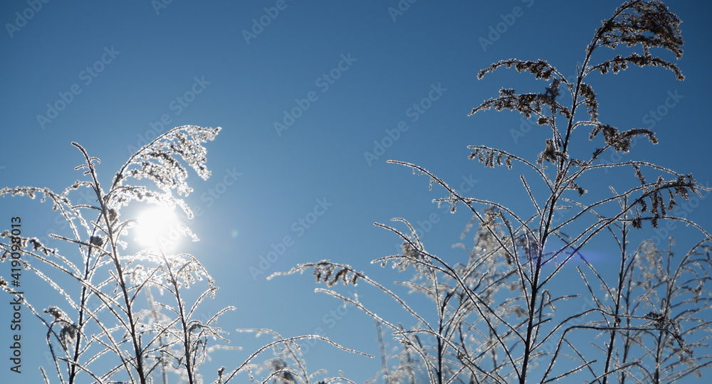 Fototapeta premium Winter scene. A frozen, withered inflorescence of a field grass against a clear blue sky, backlit by a bright sun.