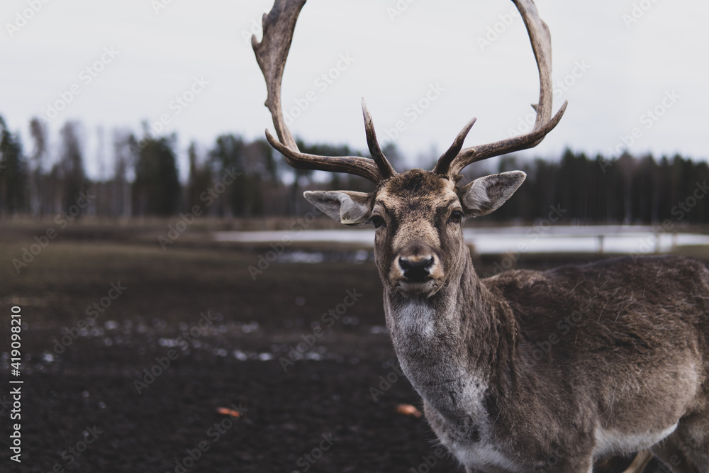 Obraz premium deer in the open field