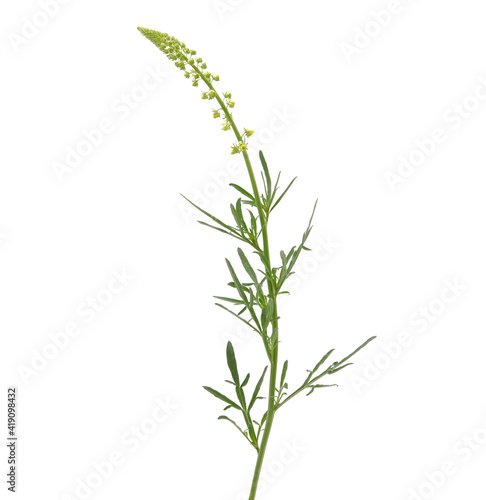 Yellow or wild mignonette plant isolated on white, Reseda lutea photo