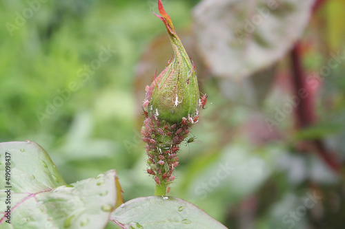 Green aphids infesting a rose bud, stem and leaves in the garden