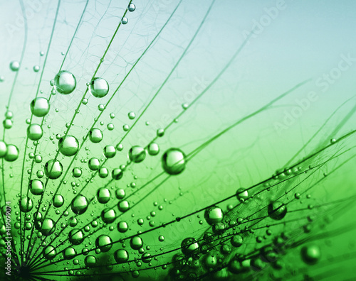 Transparent drops of water on a dandelion macro flower.