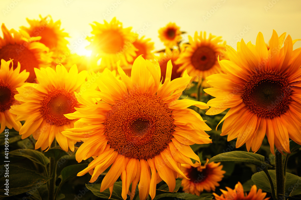  Sunflowers field and beautiful sunset