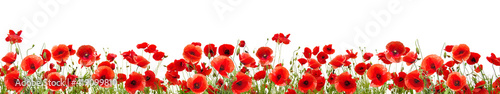 Red poppies isolated on white background photo
