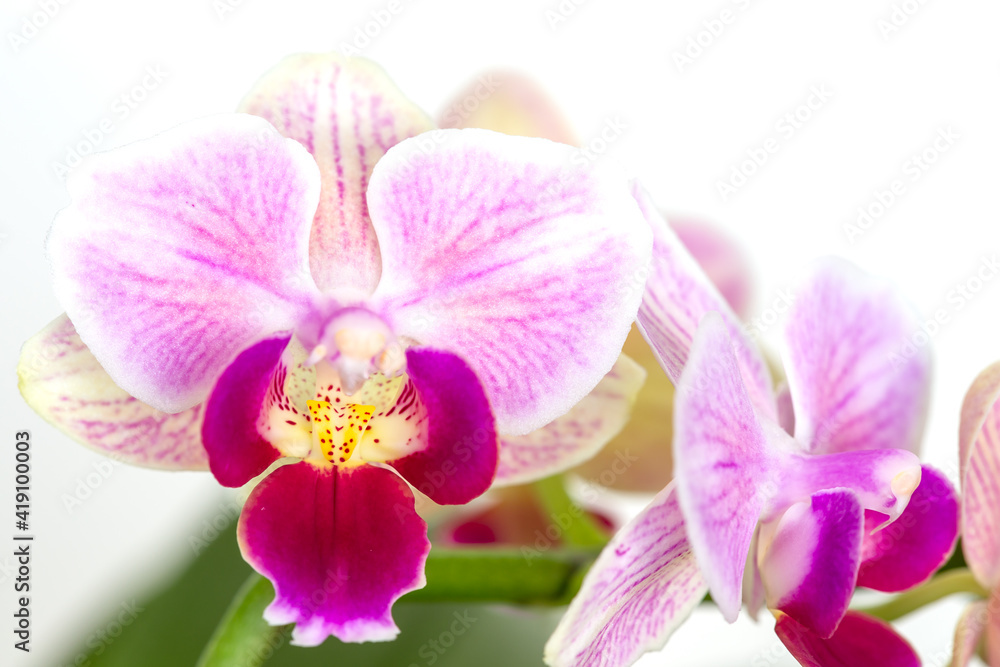 Beautiful purple Phalaenopsis orchid flowers, isolated on dark background. Moth dendrobium orchid. Multiple blossoms. Flower in bloom. Beautiful details of tropical floral visuals. Beautiful purple Phalaenopsis orchid flowers, isolated on dark background. Moth dendrobium orchid. Multiple blossoms. Flower in bloom. Beautiful details of tropical floral visuals.