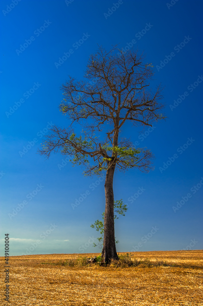 Obraz premium dry tree, nature images, photography