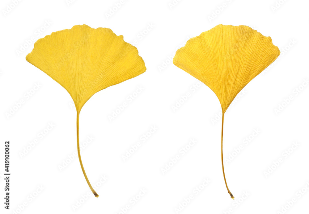 Fototapeta premium Yellow Ginkgo Leaves Isolated on White
