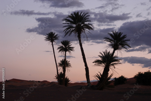 Palm Trees at Sunrise