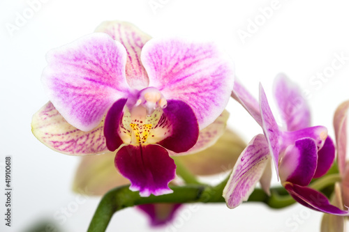 Beautiful purple Phalaenopsis orchid flowers  isolated on dark background. Moth dendrobium orchid. Multiple blossoms. Flower in bloom. Beautiful details of tropical floral visuals.