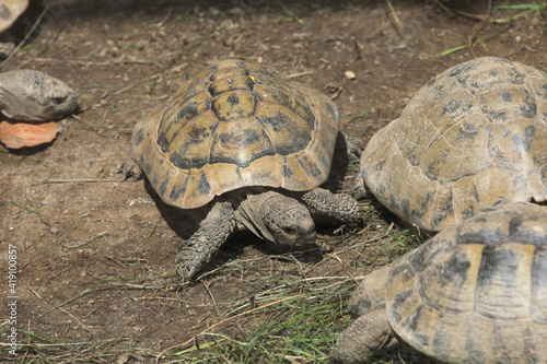 Marginated tortoise (Testudo marginata). photo