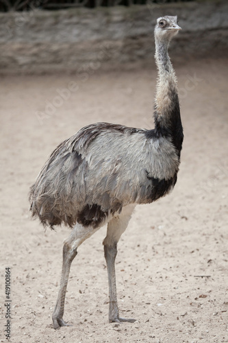 Greater rhea (Rhea americana) photo