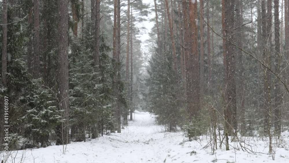 heavy snowfall blizzard in the fir forest heavy snowfall blizzard in the fir forest