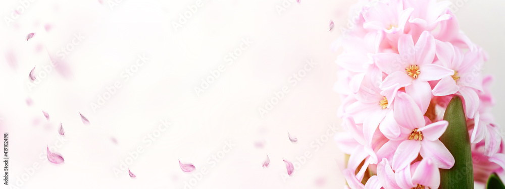 Hyacinth pink flowers with flying petals on the light netural background. Spring greeting card. Banner.