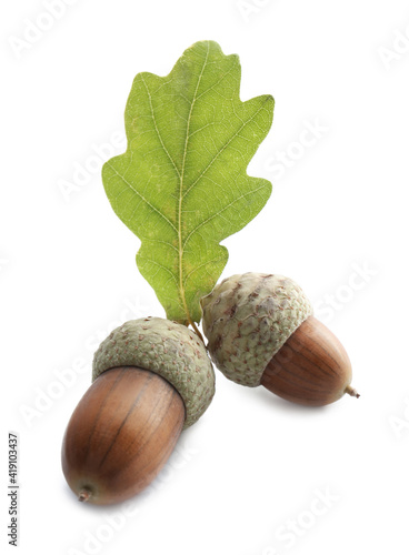 Acorns and oak leaf on white background