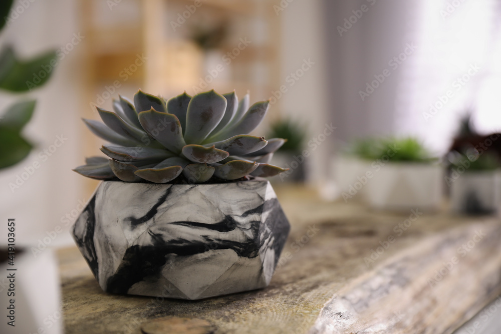 Beautiful potted succulents on wooden table indoors. Space for text Beautiful potted succulents on wooden table indoors. Space for text