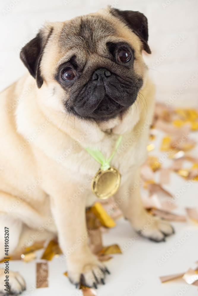 Winner Pug dog  with gold medal   on  background with confetti . Vertical . advertising  concept