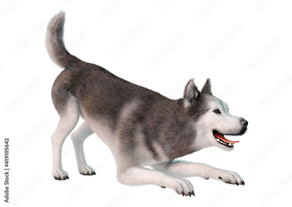 3D Rendering Siberian Husky on White 3D Rendering Siberian Husky on White