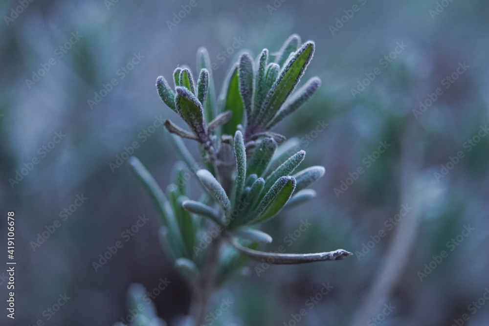 Gros plan d'un végétal - Thym