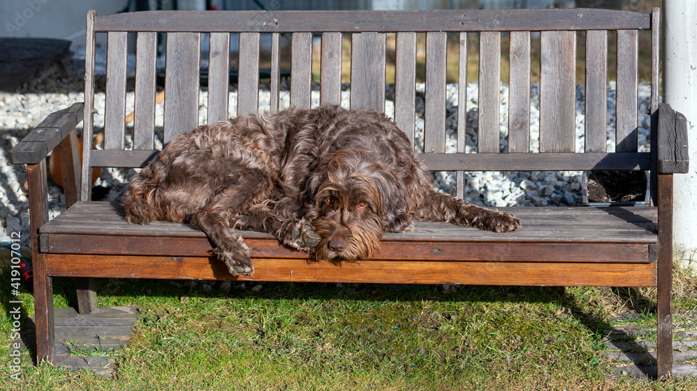 Obraz premium relaxing dog is lying on a wood bench in the garden on a sunny spring day
