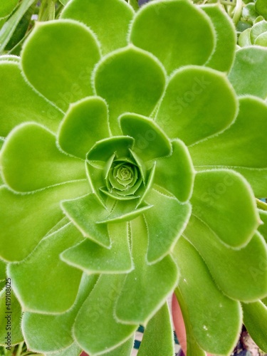 close up of a green leaf