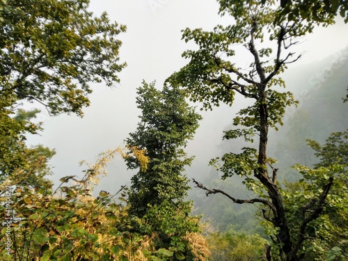 MOUNTAIN TRESS © TALHA