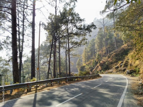 MOUNTAIN FOREST, DREAM ROAD