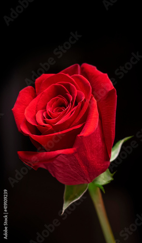 Fototapeta Naklejka Na Ścianę i Meble -  Red rose. Close-up of a red rose bud. On a black, dark background. Bright red flower color. 