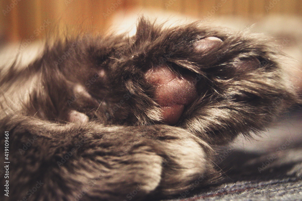 cat sleeping cat sleeping