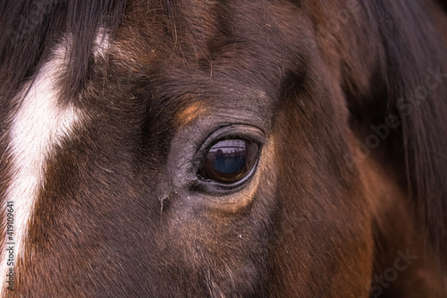 horse eye closeup