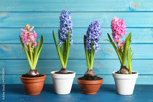 Different beautiful potted hyacinth flowers on blue wooden table