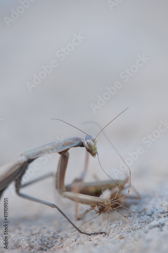 The praying mantis feeds on a grasshopper