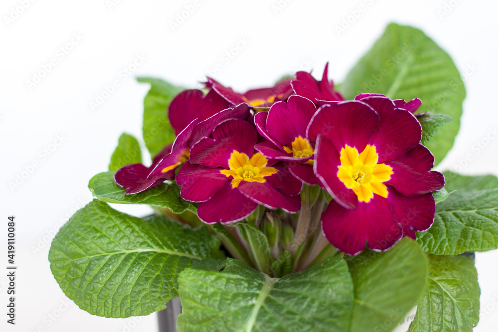 Fototapeta premium Maroon primrose close-up on a white isolated background. A maroon cultivated flower blooms. A flowering shrub of maroon-yellow primrose in a pot.