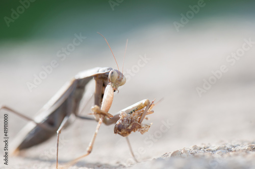 The praying mantis feeds on a grasshopper