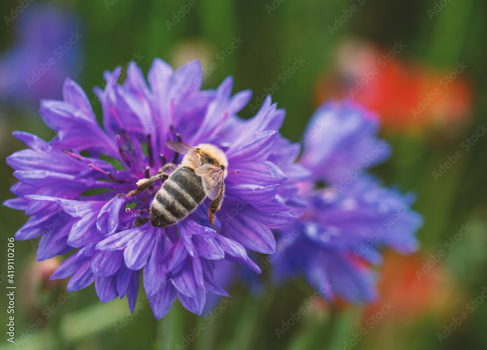Honey bee collects pollen from a cornflower in a colorful meadow of wildflowers.Spring season in Park of Ticino, Lombardy, Italy. Honey bee collects pollen from a cornflower in a colorful meadow of wildflowers.Spring season in Park of Ticino, Lombardy, Italy.