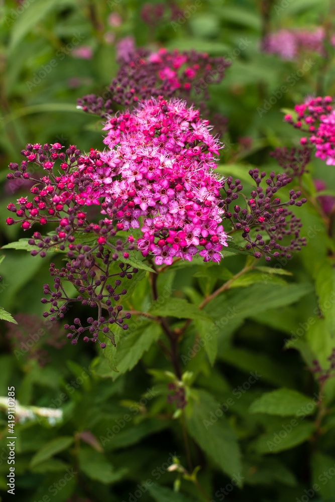 Flowers Spirea Pink Grow In Garden In Summer. Flowers Spirea Pink Grow In Garden In Summer.