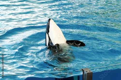 A killer whale emerges from the water of a water park.