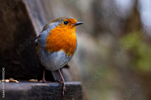 Robin perched on bench