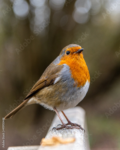 Robin on a bench