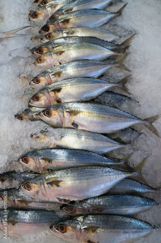 Frozen fish. Fresh fish market. Mackerel. Fish sale in market. Sea bream fish on ice