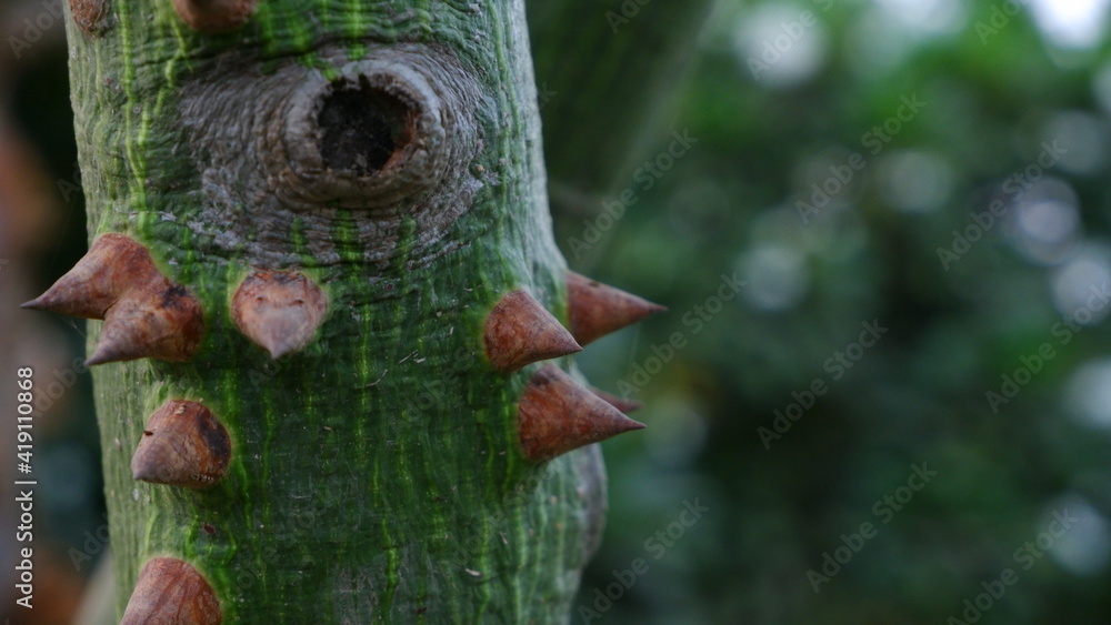 thorny green tree trunk stem