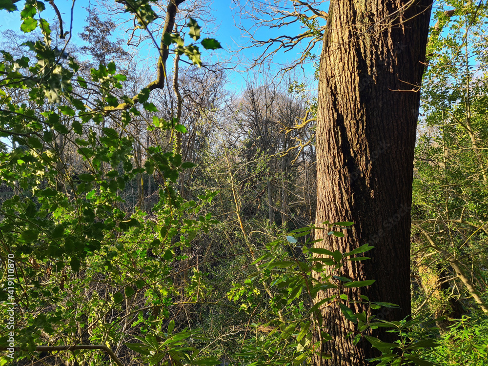 Obraz premium tree in the forest