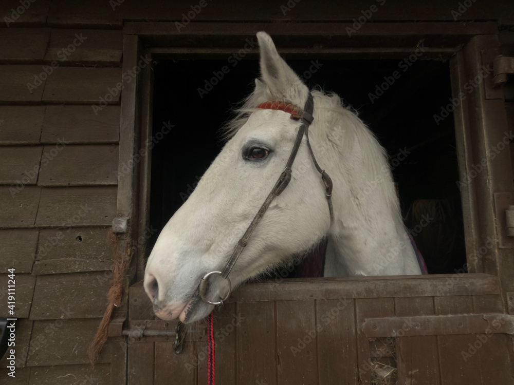 Obraz premium white horse portrait
