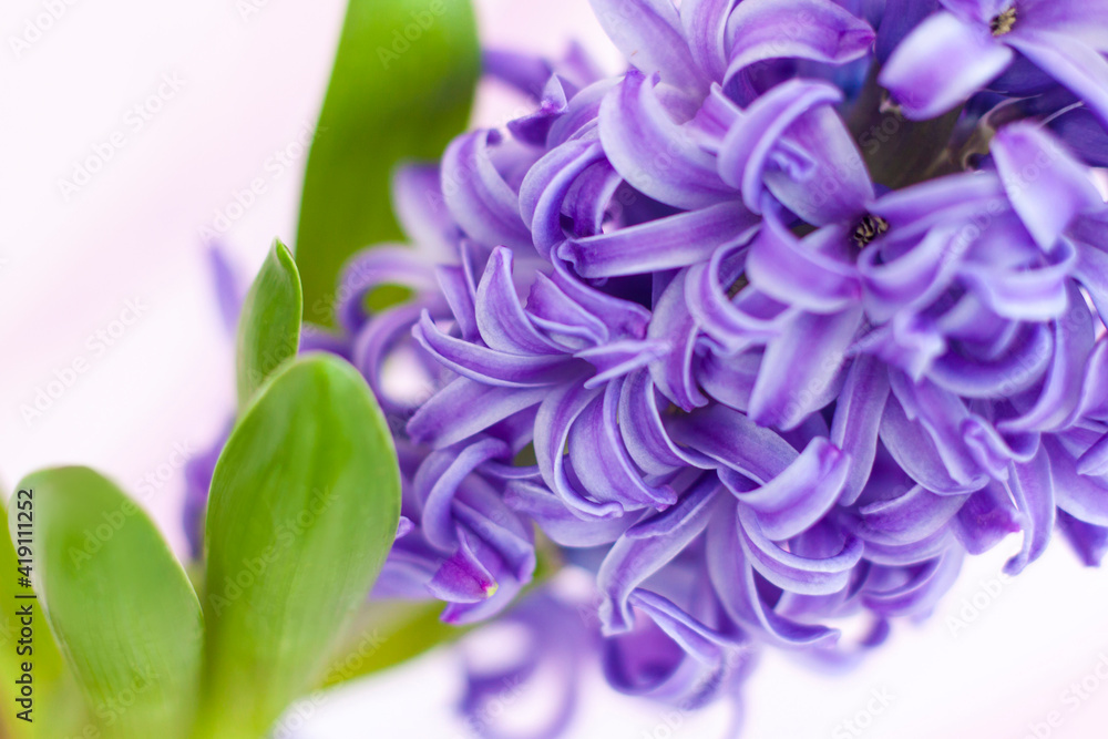 Blue hyacinth flower on a delicate background close-up. Flower bud, macro photography. Close-up of a beautiful blue hyacinth flower. The first spring flower is a blue hyacinth. Blue hyacinth flower on a delicate background close-up. Flower bud, macro photography. Close-up of a beautiful blue hyacinth flower. The first spring flower is a blue hyacinth.