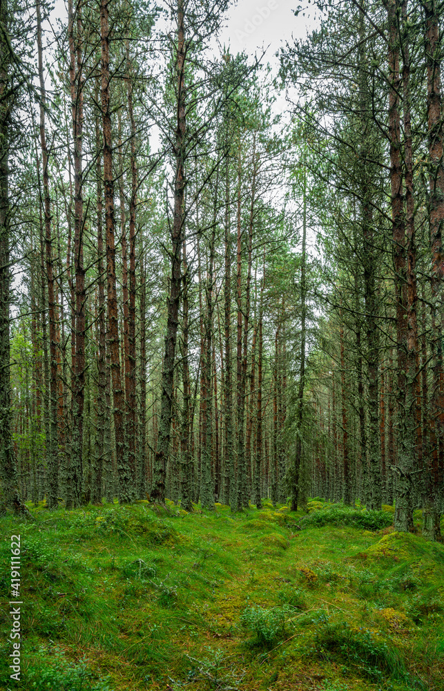 Traditional Scottish Woodland, Mar Lodge, Aberdeenshire, Scotland Traditional Scottish Woodland, Mar Lodge, Aberdeenshire, Scotland