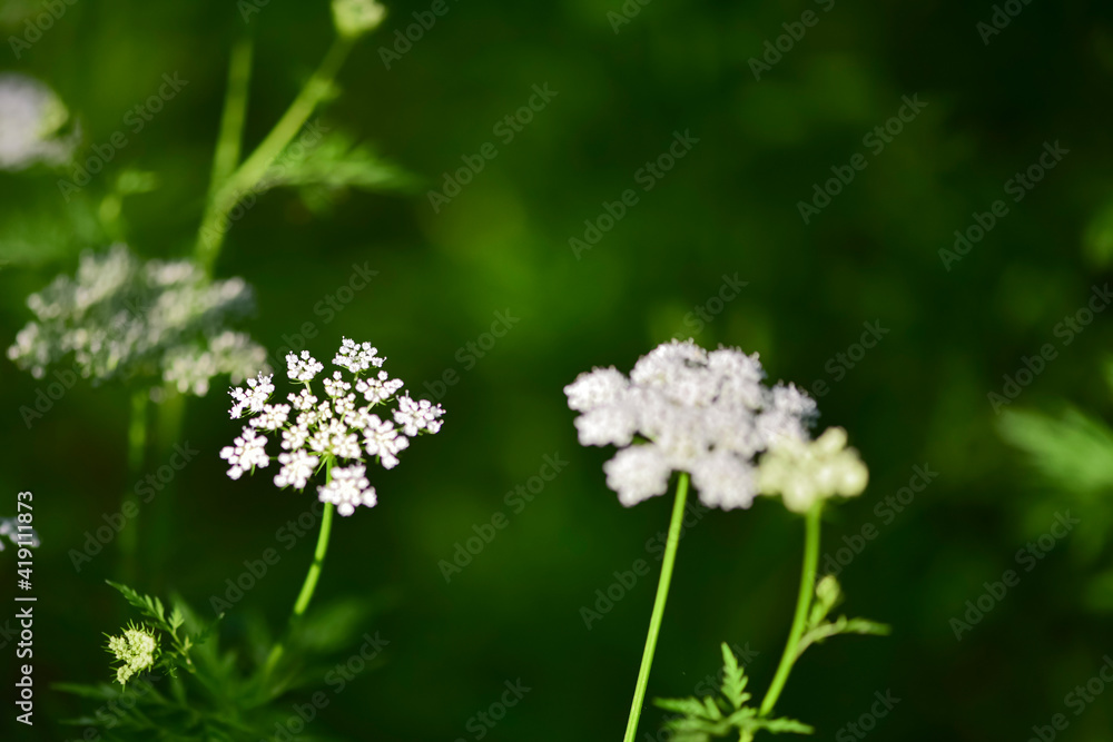 Beautiful Chinese herbal wild snake bed flowers on a green background Beautiful Chinese herbal wild snake bed flowers on a green background