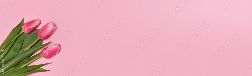 Pink tulips on a pink background. Flat lay, top view. Love, International Women day,8 March, Happy Easter, Mother day and Happy Valentine day concept. Banner. Copy space for text Pink tulips on a pink background. Flat lay, top view. Love, International Women day,8 March, Happy Easter, Mother day and Happy Valentine day concept. Banner. Copy space for text