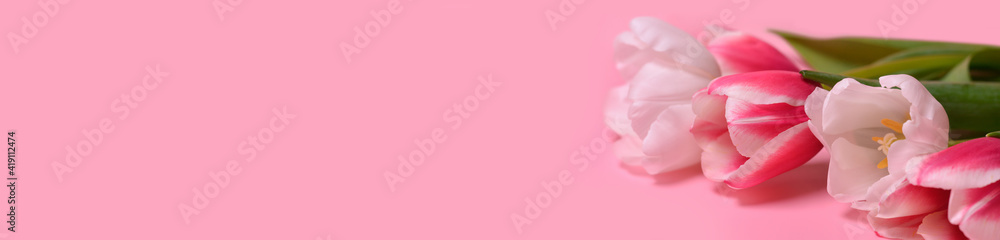 Pink and white tulips on a pink background. Flat lay, top view. Love, International Women day,8 March, Happy Easter, Mother day and Happy Valentine day concept. Banner. Copy space for text